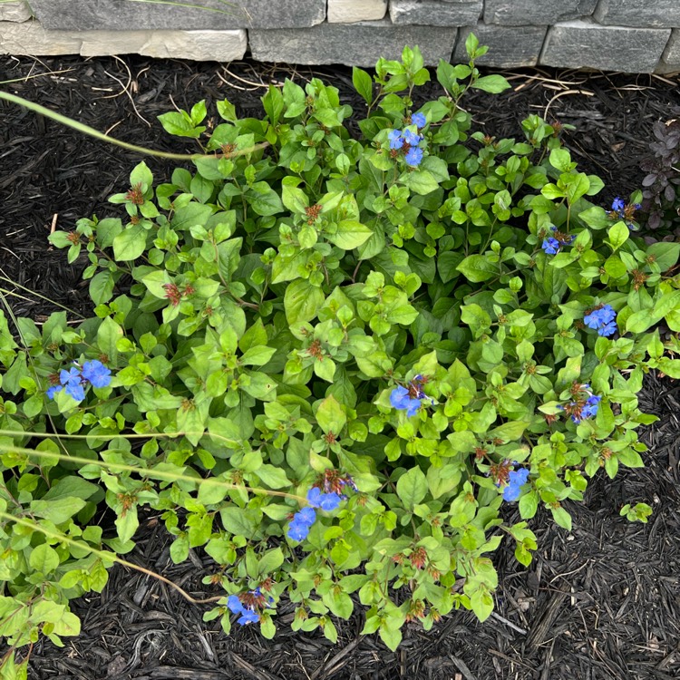 plant image 1609778 plant image 1609778