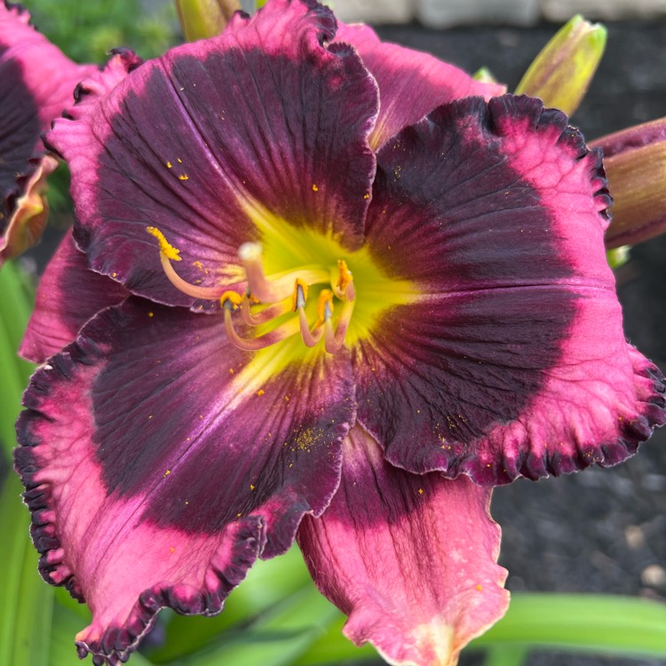 plant image 1610249