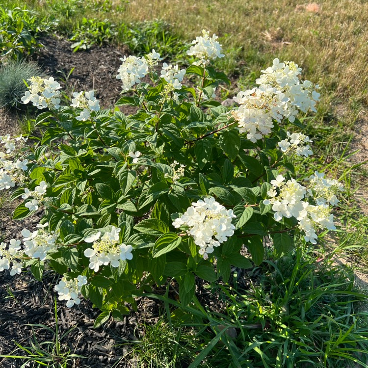 plant image 1612435