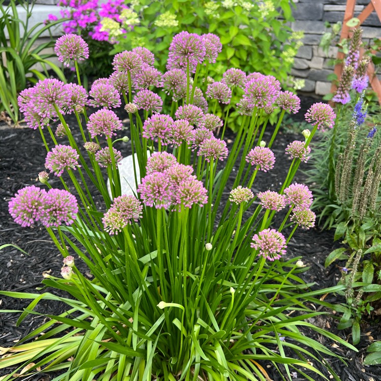 plant image 1614825