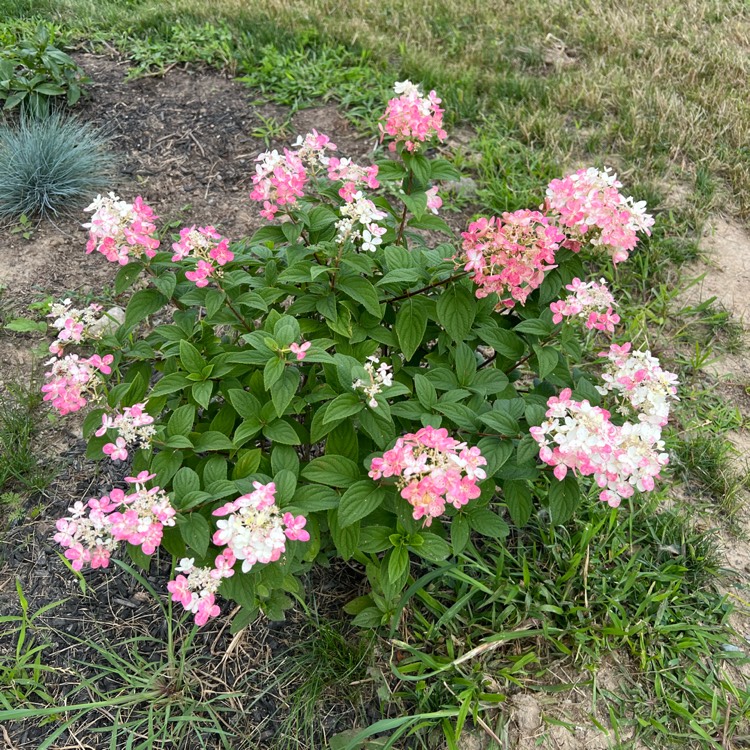 plant image 1614828
