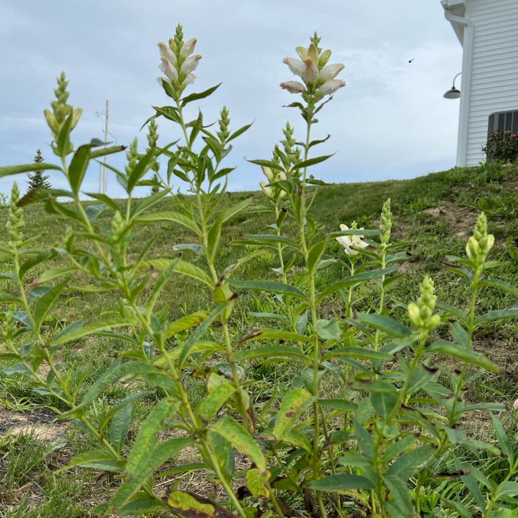 Plant image Chelone glabra