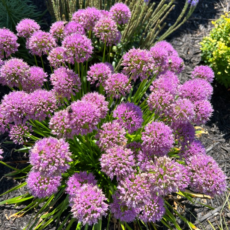 plant image 1620239
