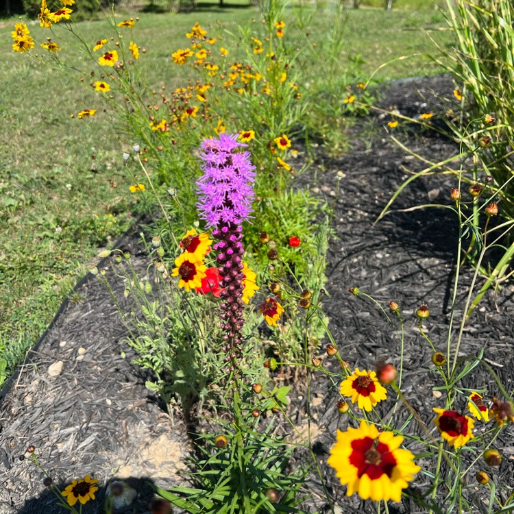 plant image 1620249 plant image 1620249