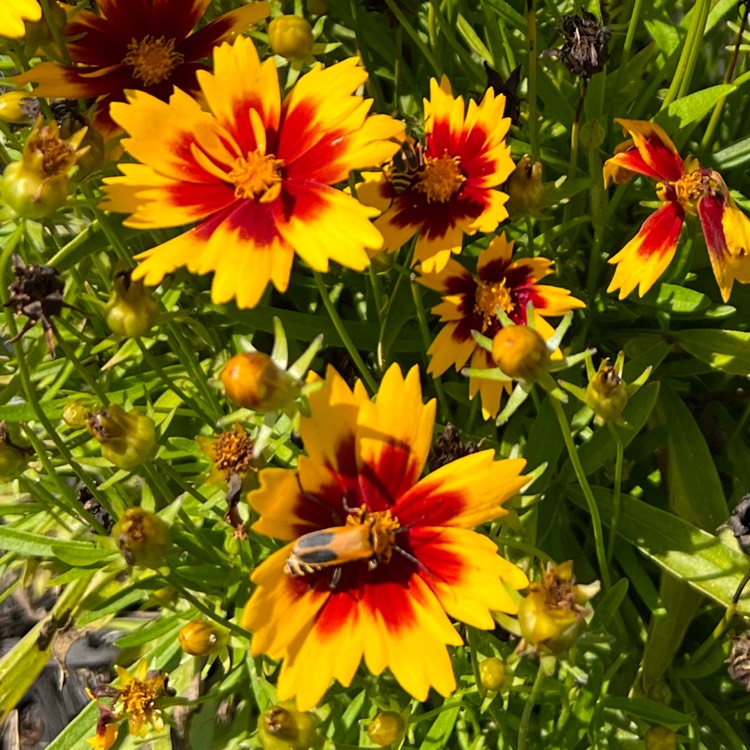 plant image 1620250