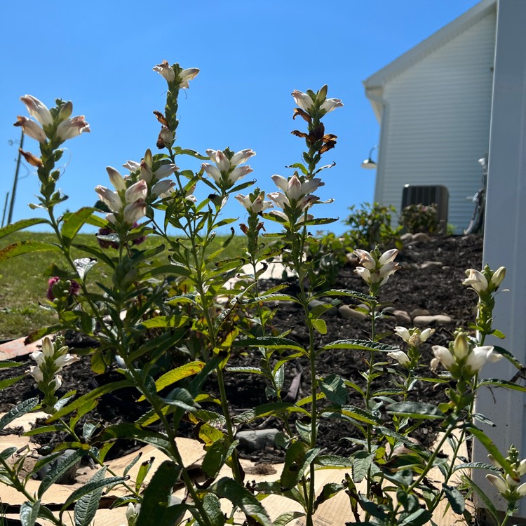 plant image 1620251