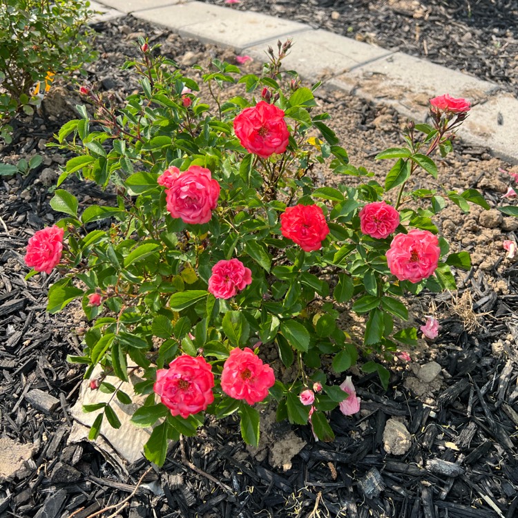 plant image 1670353