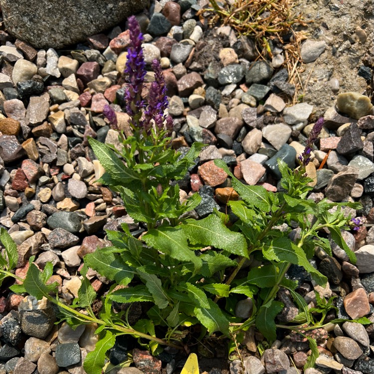 plant image 1671299 plant image 1671299