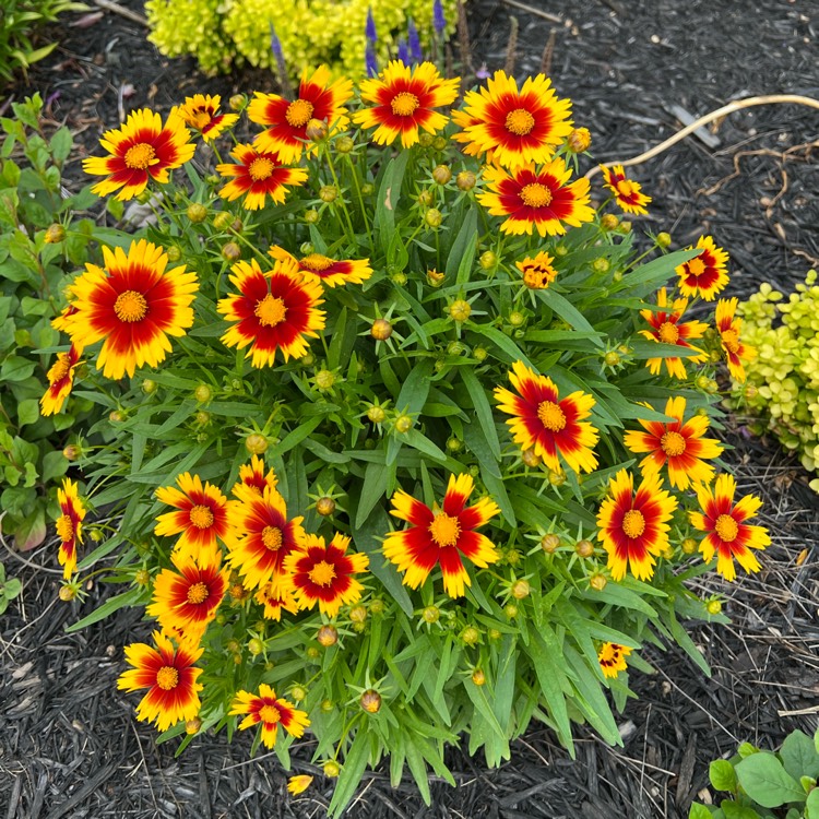 Plant image Coreopsis 'UpTick™ Gold & Bronze'