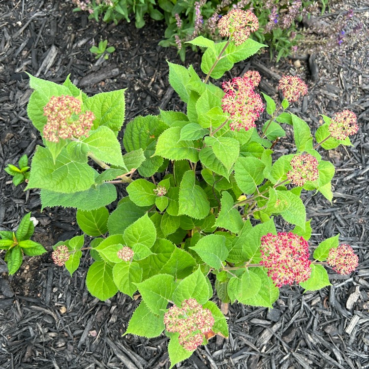plant image 1675285