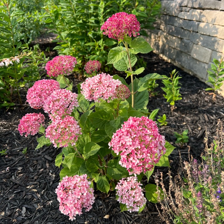 plant image 1678876