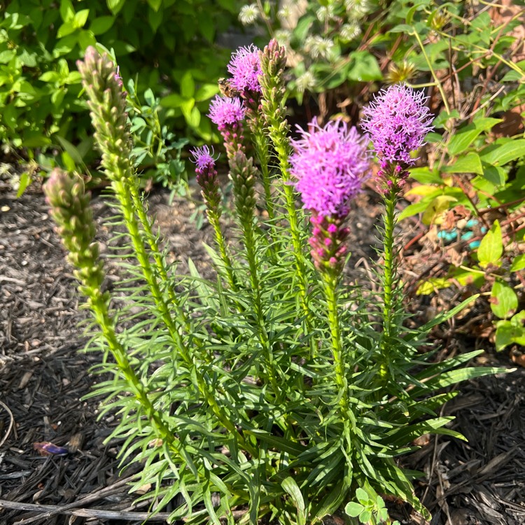 plant image 1679421 plant image 1679421