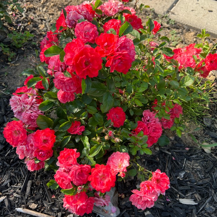 plant image 1681931