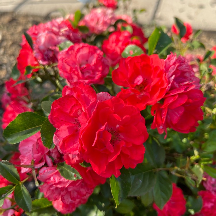 plant image 1681932