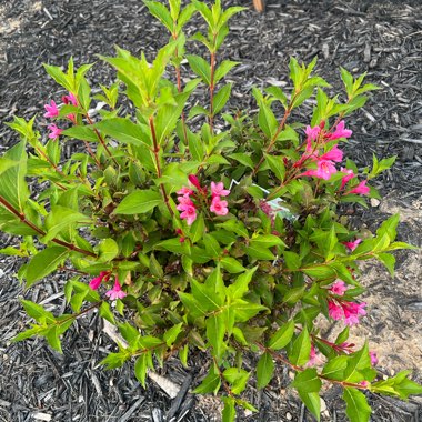 Weigela ‘Sonic Bloom Pink'