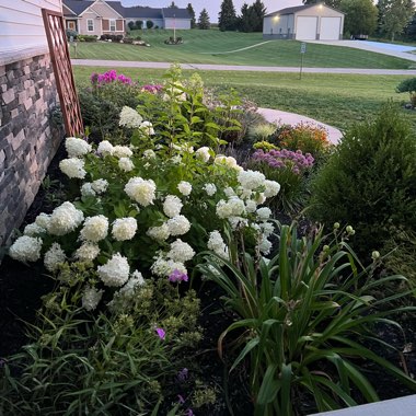 Lexie's garden
