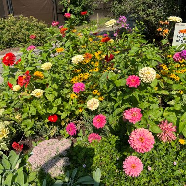 Lexie's garden