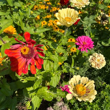 Lexie's garden