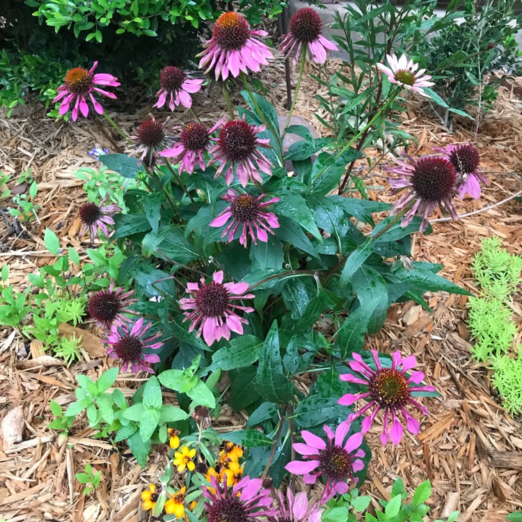 plant image 1016069