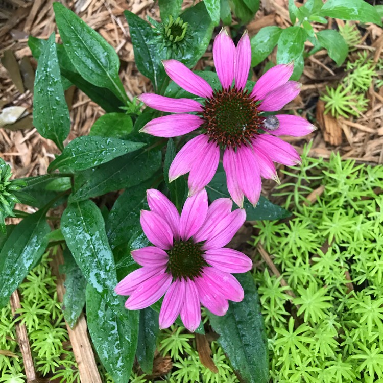 plant image 1016072