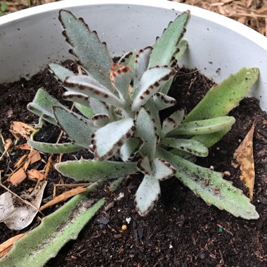 Panda Plant 'Golden Girl'