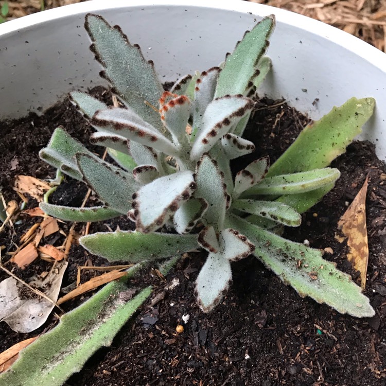 plant image 1016081