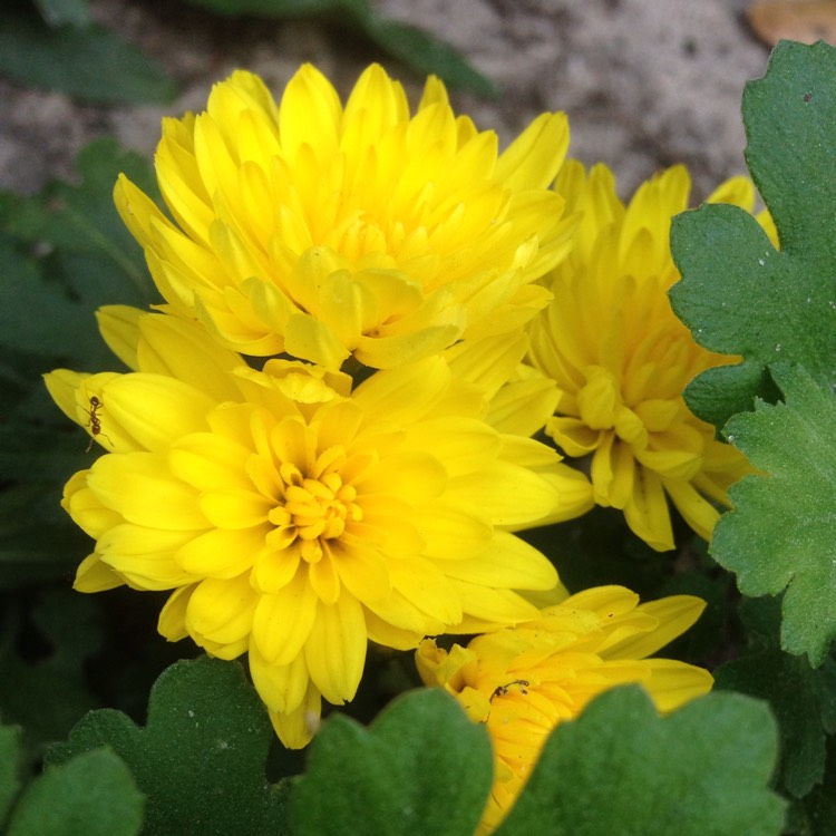 Plant image Chrysanthemum 'Poppins Yellow Jewel'
