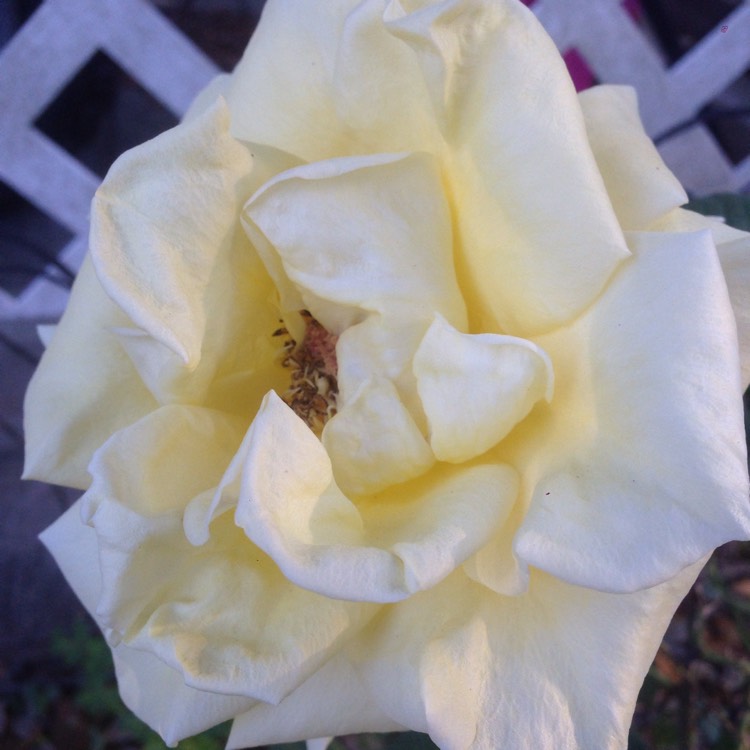 plant image 321664