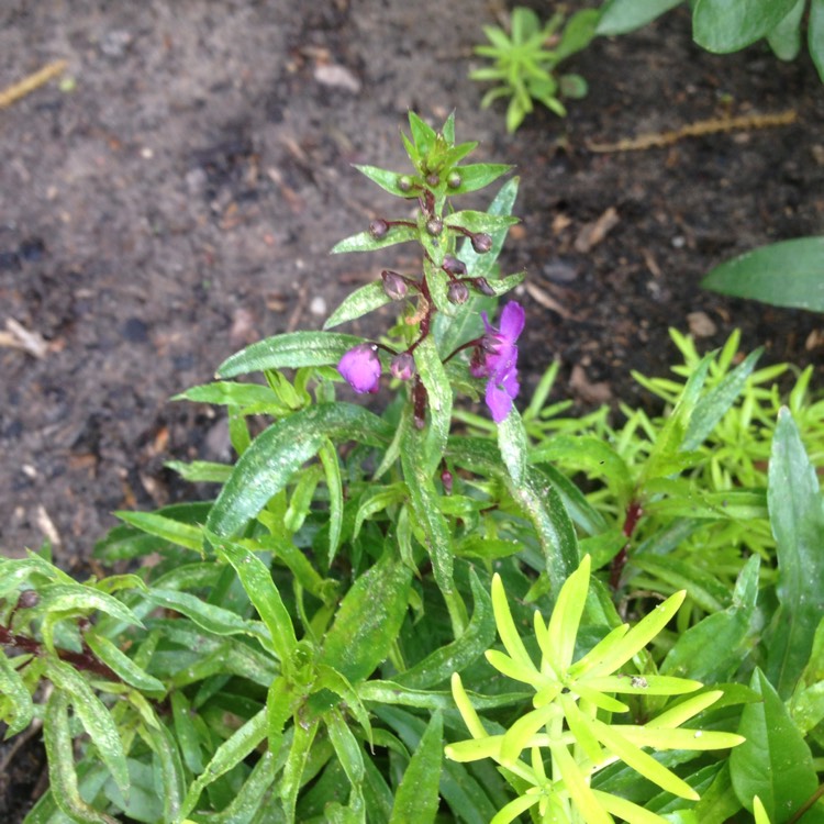 plant image 329593 plant image 329593