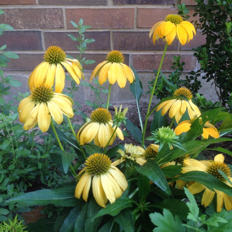 plant image 338038 plant image 338038