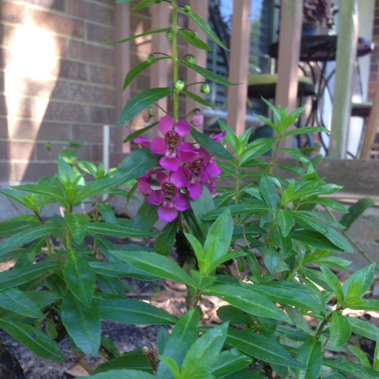 Plant image Angelonia