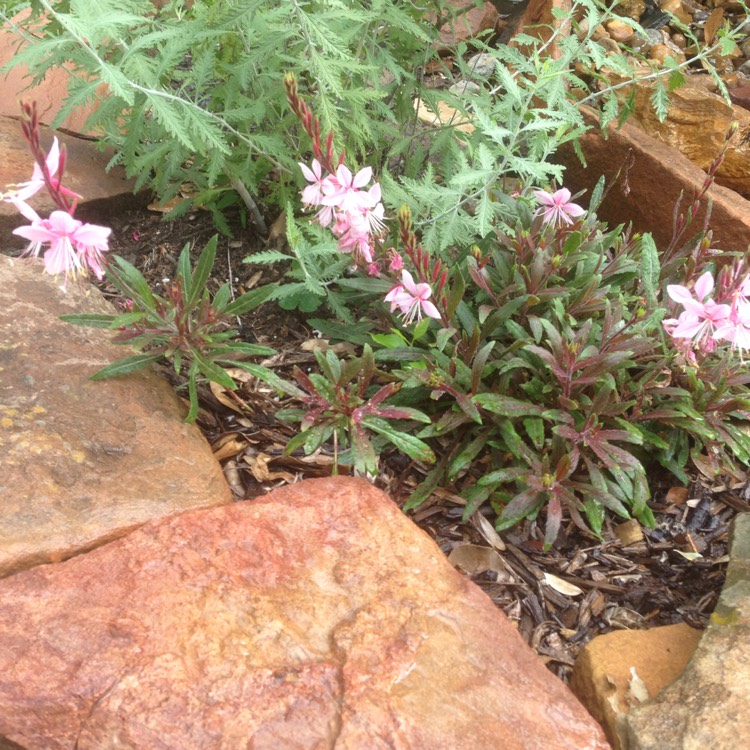 Plant image Oenothera lindheimeri 'Kleau04263' (Belleza Series) syn. Oenothera lindheimeri 'Belleza Dark Pink', Gaura lindheimeri 'Belleza Dark Pink'