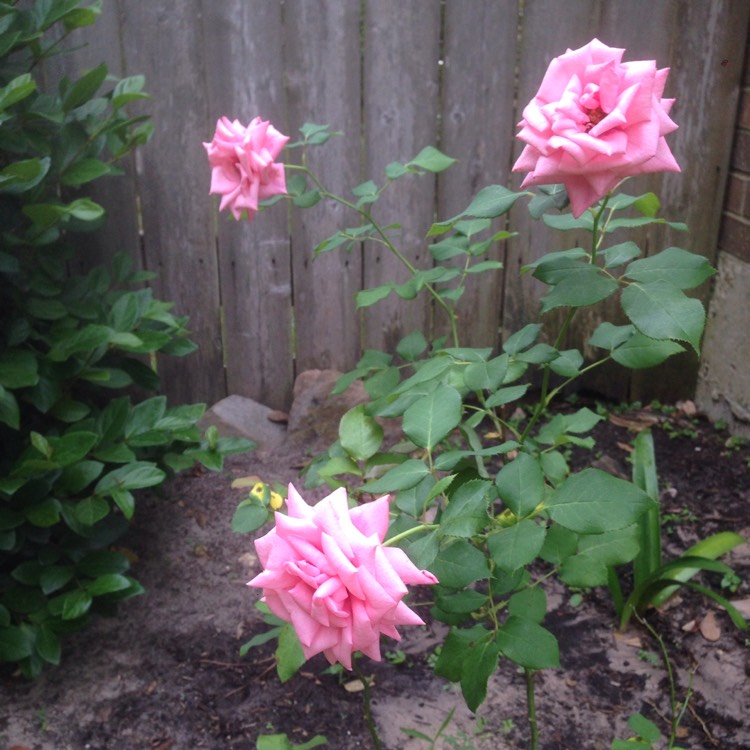 Plant image Rosa 'Gene Boerner'