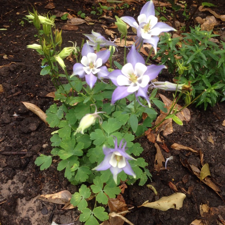 Plant image Aquilegia 'Origami Mix'