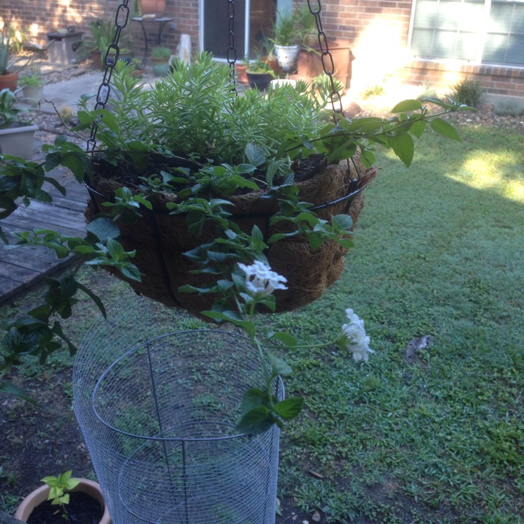 Plant image Lantana Montevidensis