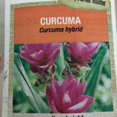 Curcuma