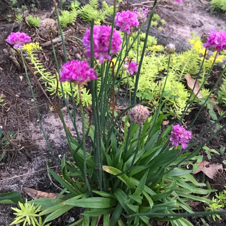 Plant image Armeria pseudarmeria 'Ballerina Purple Rose'