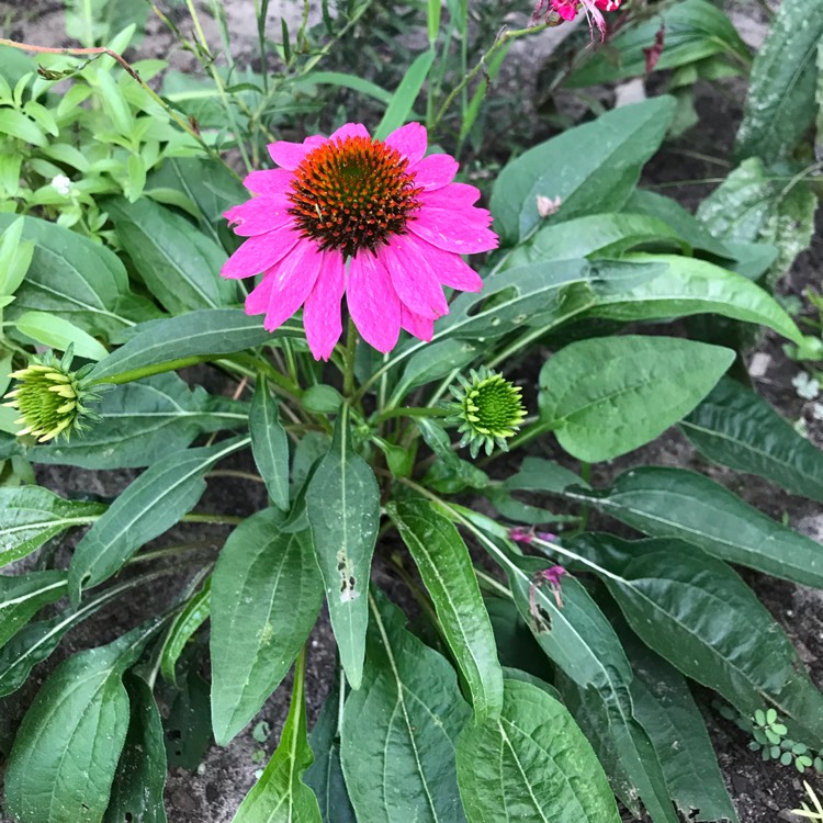 plant image 818507