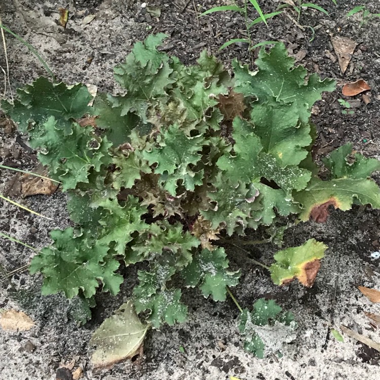 Plant image Heuchera x brizoides