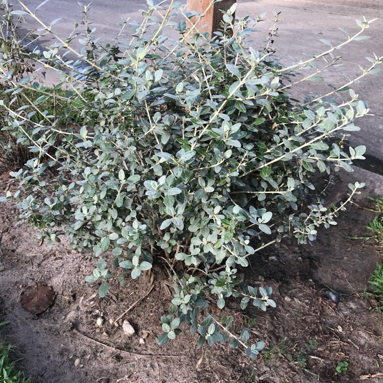 Plant image Teucrium fruticans 'Compactum'