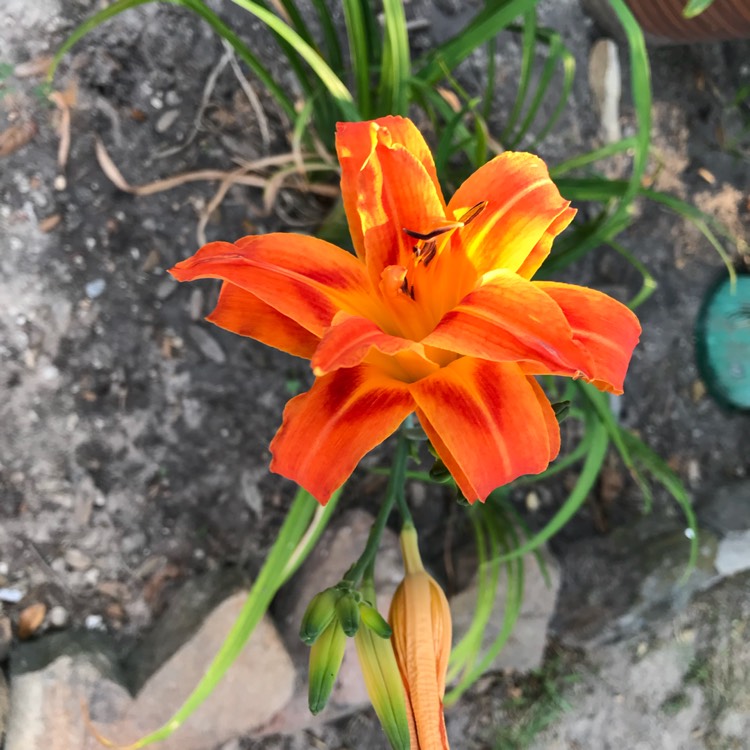 plant image 834808 plant image 834808