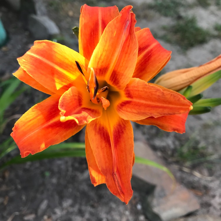 plant image 834809 plant image 834809