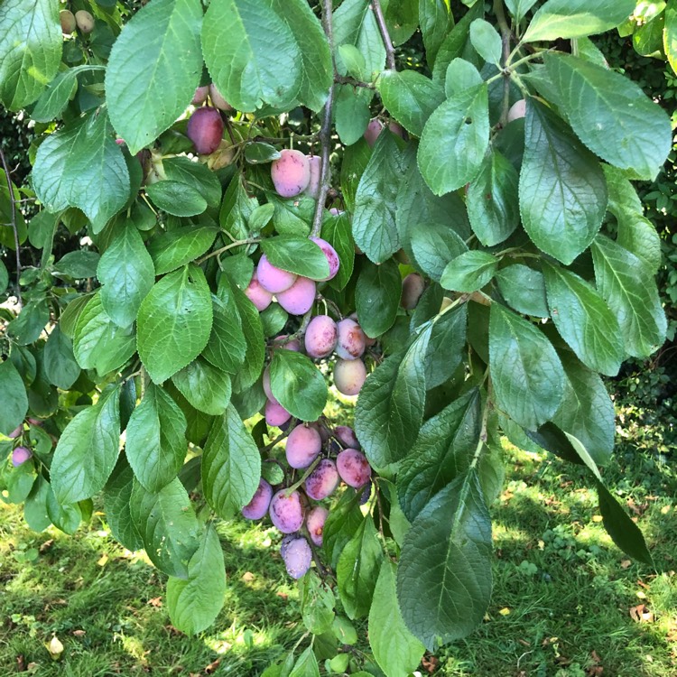 Prunus Domestica 'Victoria', Plum Tree 'Victoria' - uploaded by ...