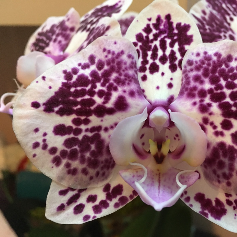 Phalaenopsis