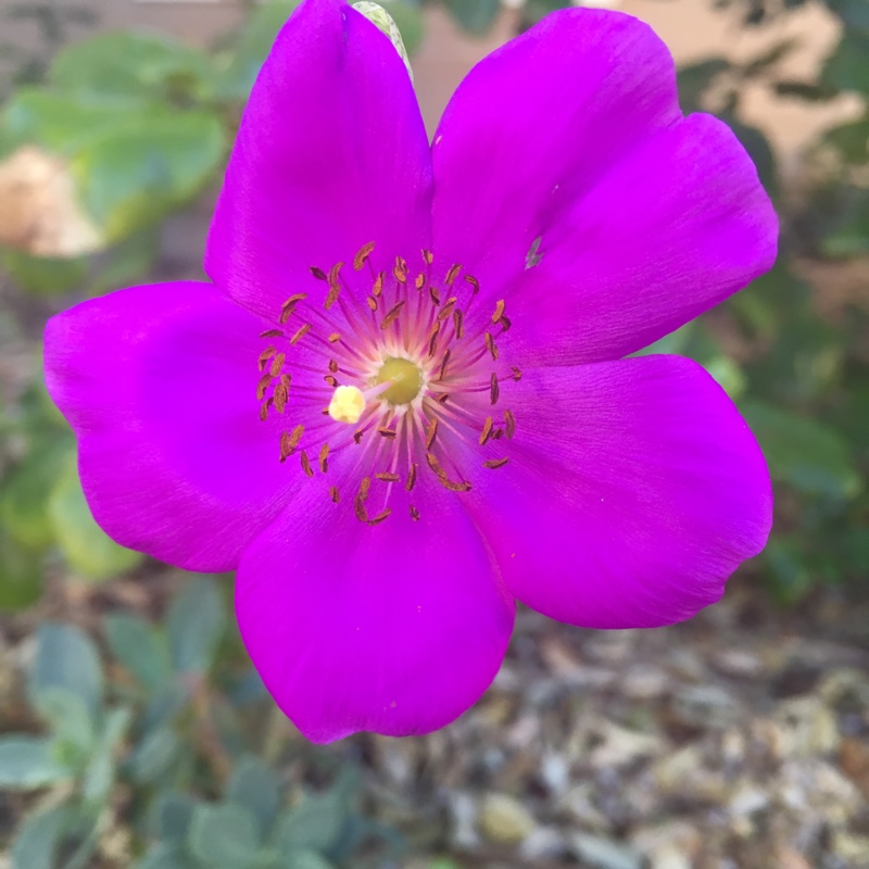 Plant image Calandrinia grandiflora