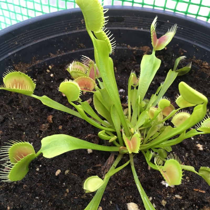 Dionaea muscipula