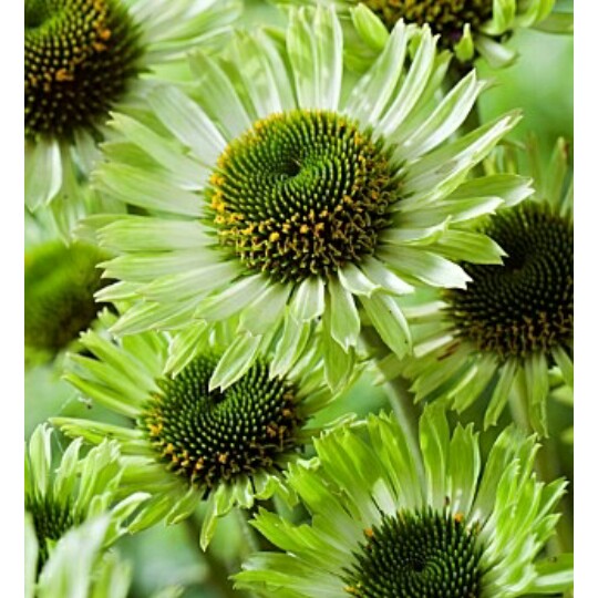 Plant image Echinacea purpurea 'Green Jewel' syn. Echinacea 'Green Jewel'