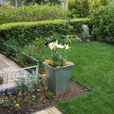Michael's garden