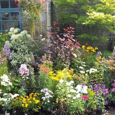 Michael's garden
