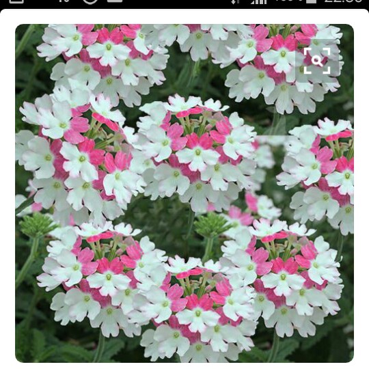 Plant image Verbena 'Twister Pink'